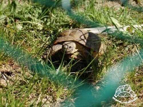 Żółw stepowy na krytym wybiegu